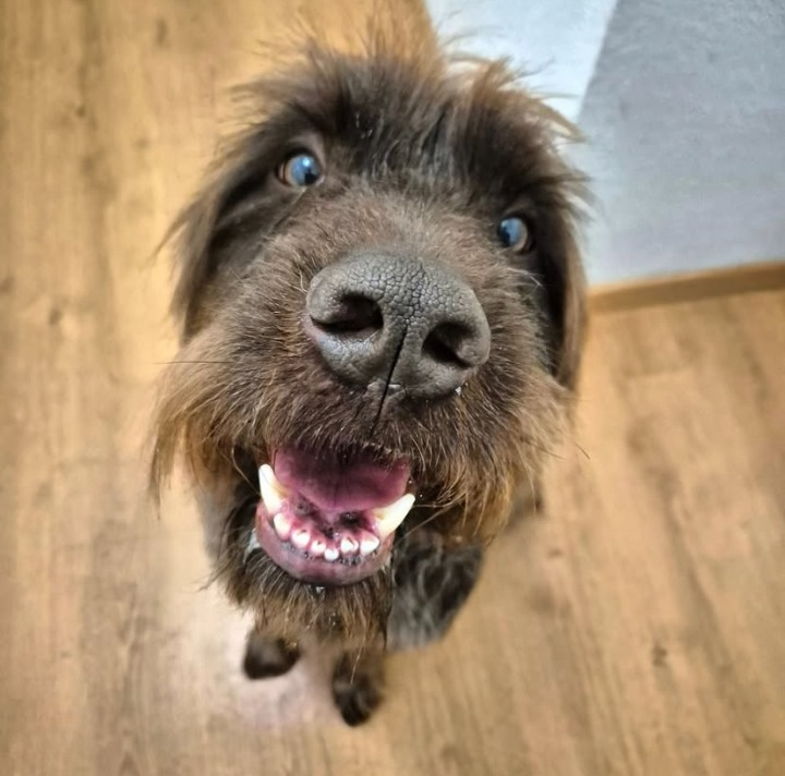 toiletteur chien