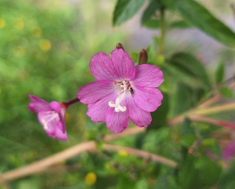 an pink Asian flower called Great Harry