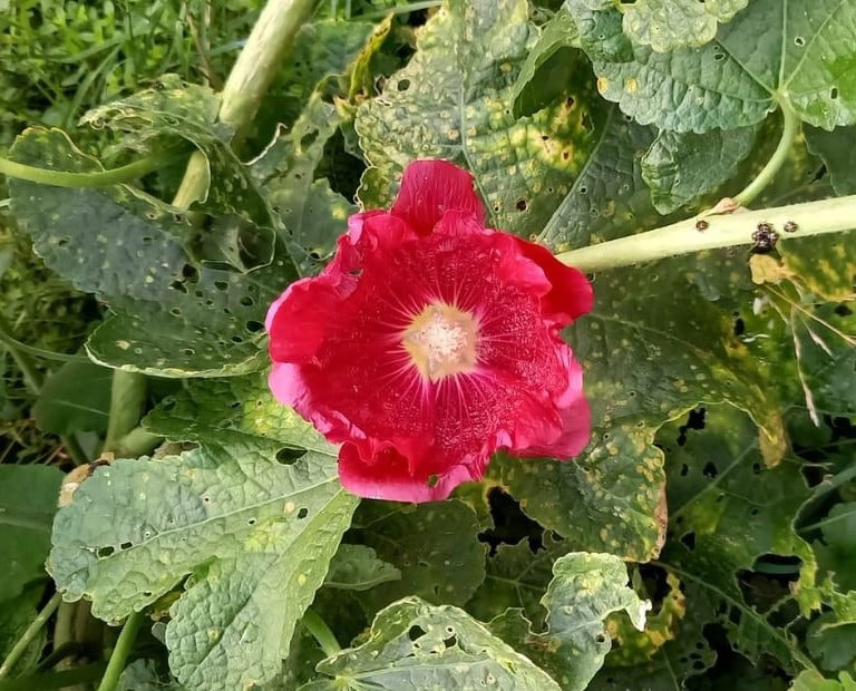 a big red Indian flower on a green leafy plant