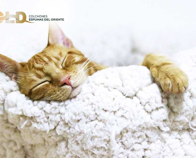 gato-durmiendo-colchon