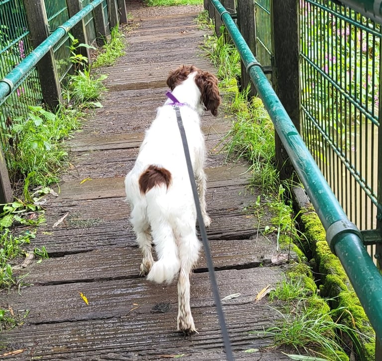 dog walking