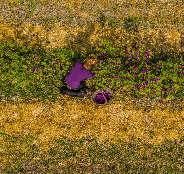lherbe-sous-le-pied-plantes-aromatiques