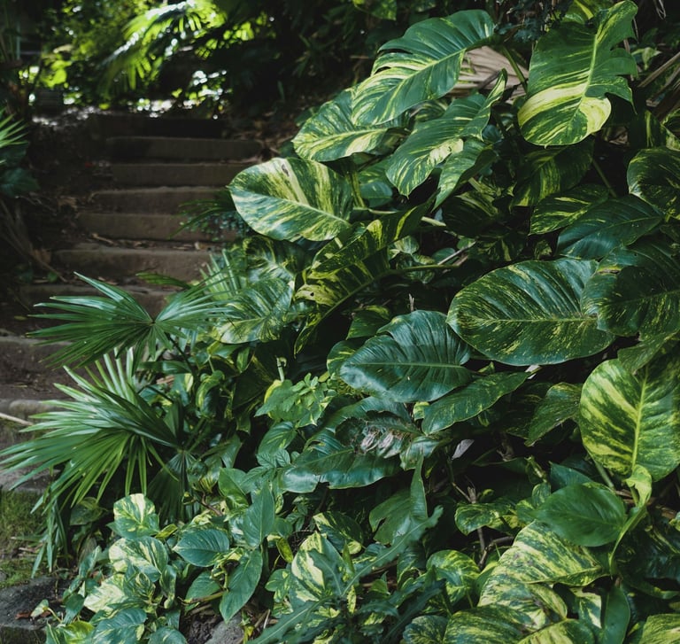 Mature Fenestrated Epipremnum aureum Hawaiian