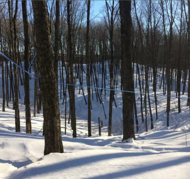 Plan d'érablière ppaq