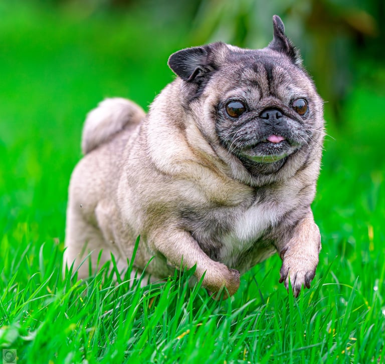 carlin joyeux qui courre