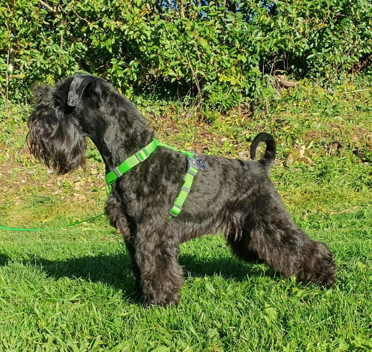 Vintus, étalon Diamants Noirs d'Also