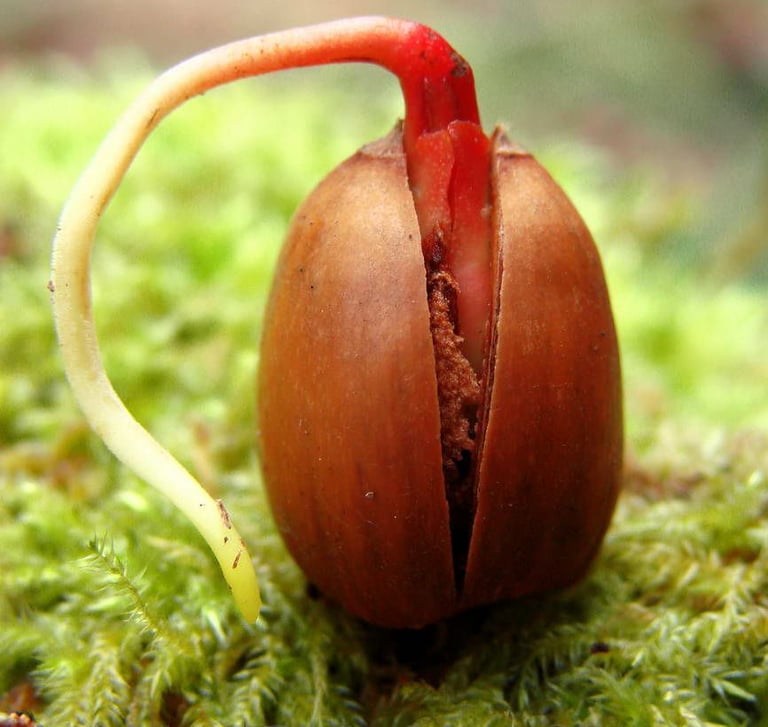 A sprouting acorn.