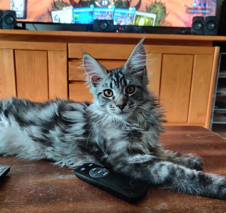 maine coon black silver