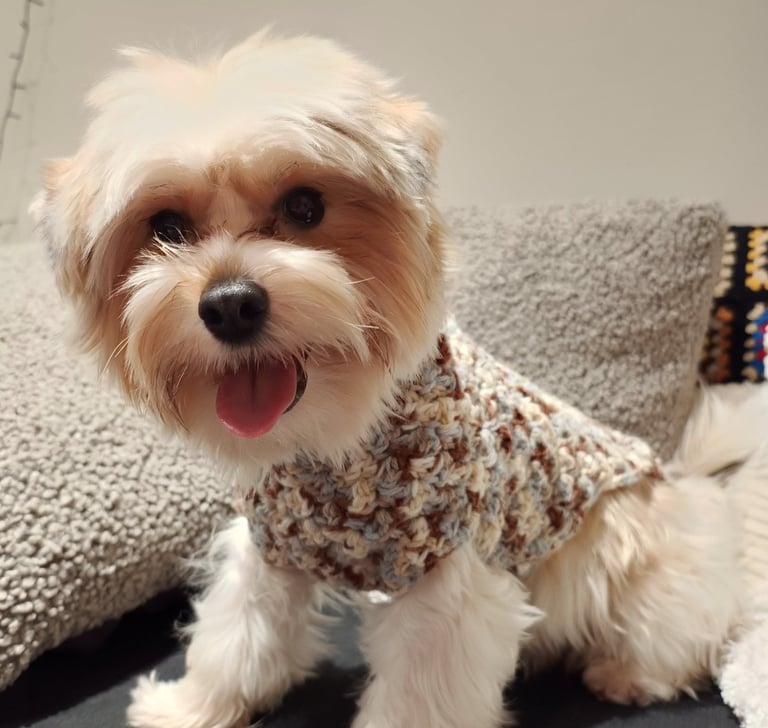 a dog wearing crocheted jumper