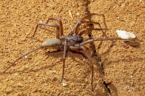 Blind Cave Spider, Nullarbor Caves