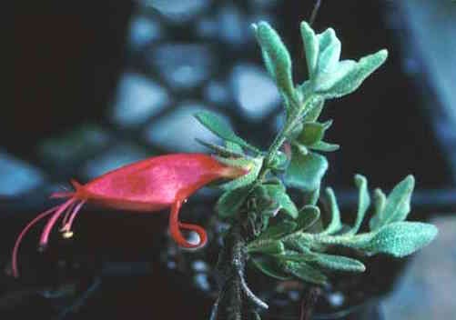 Eromophila Hillii, Nullarbor emubush  Image - Western Australian Herbarium,