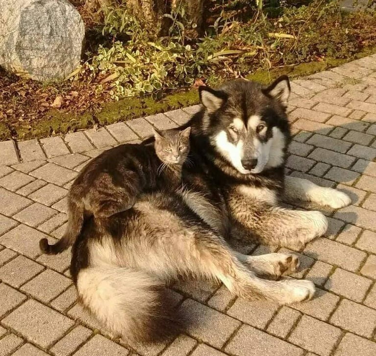 alaskan malamute e gatto