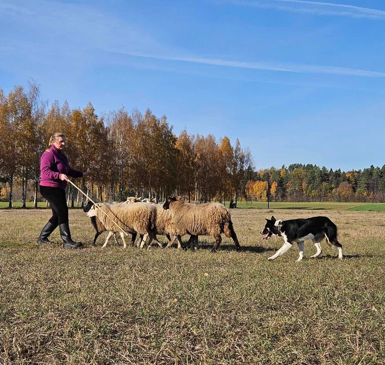 Sheep herding examination, herding instinct test, and practical seminar with Petra Szarvas