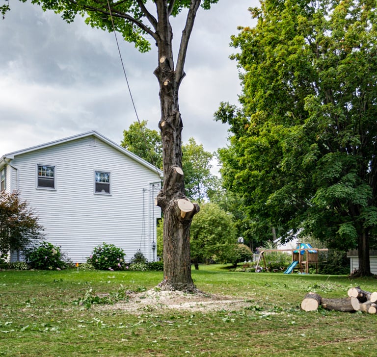 tree-removal-services.png