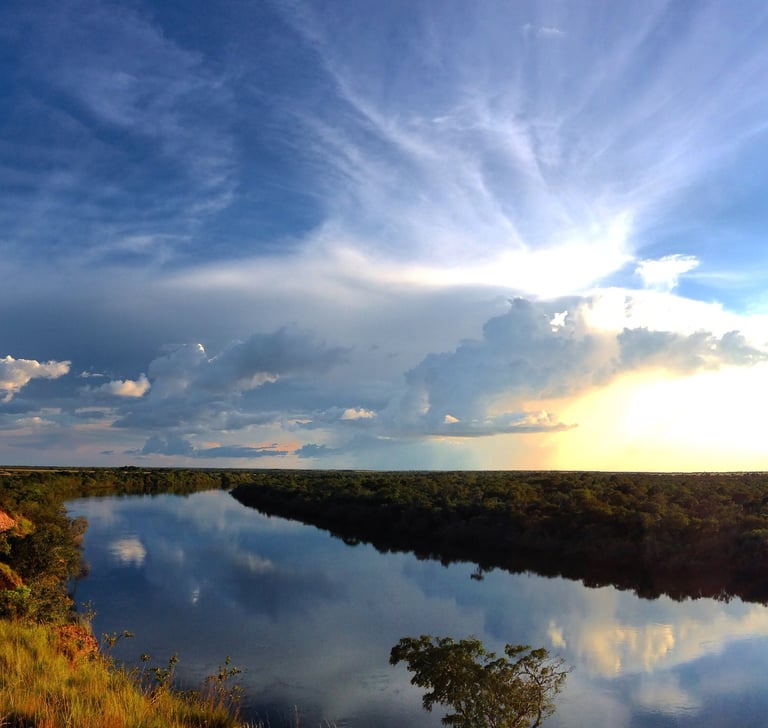 Vichada, Colombia. Terra Forest