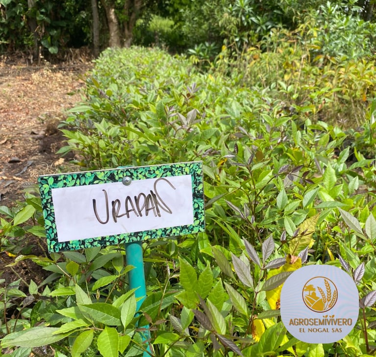 a sign that says upanil on it