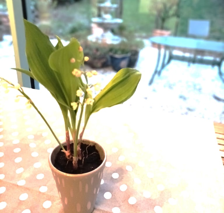A Gift from a friend