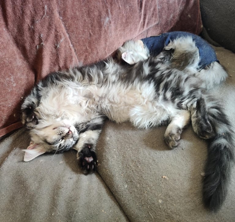 maine coon black silver