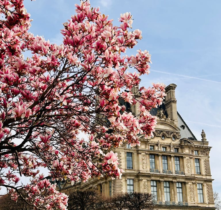 magnolias rose jardin des tuileries paris