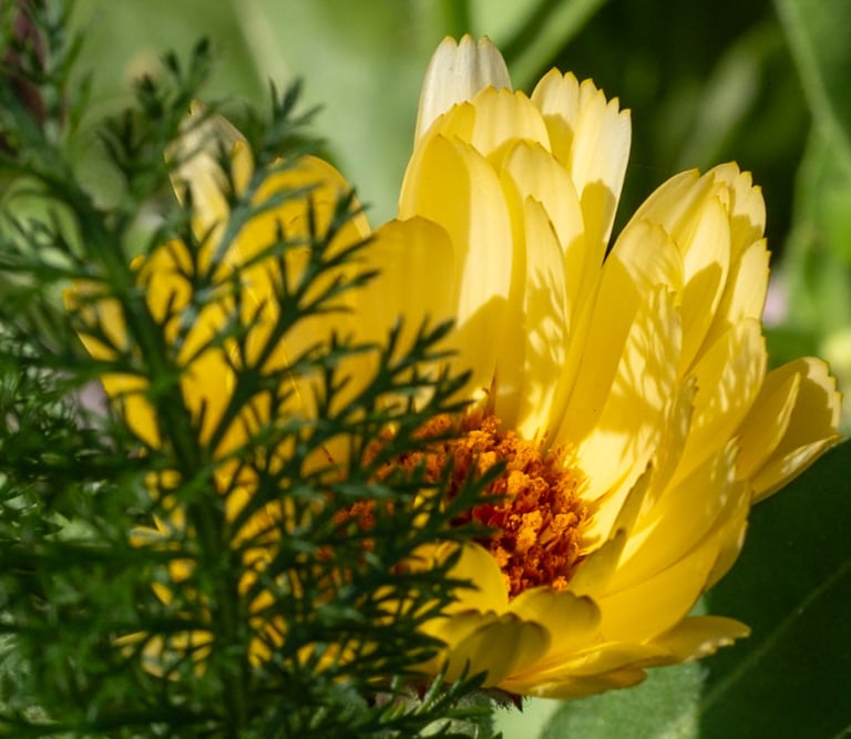 A macro photo of a bright yellow calendula flower blooming in a sunny garden with green foliage.