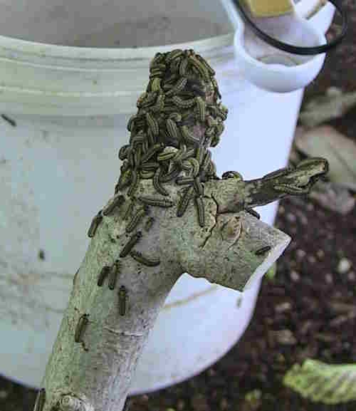 elm leaf beetle larvae