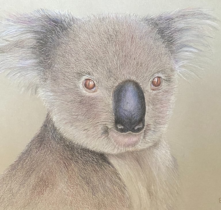 Koala drawn in coloured pencils