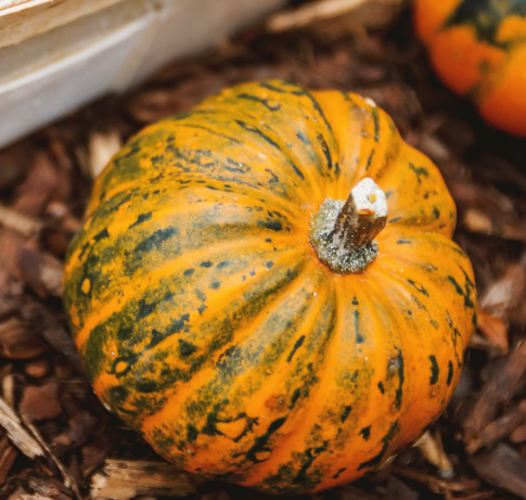 Winter Squash