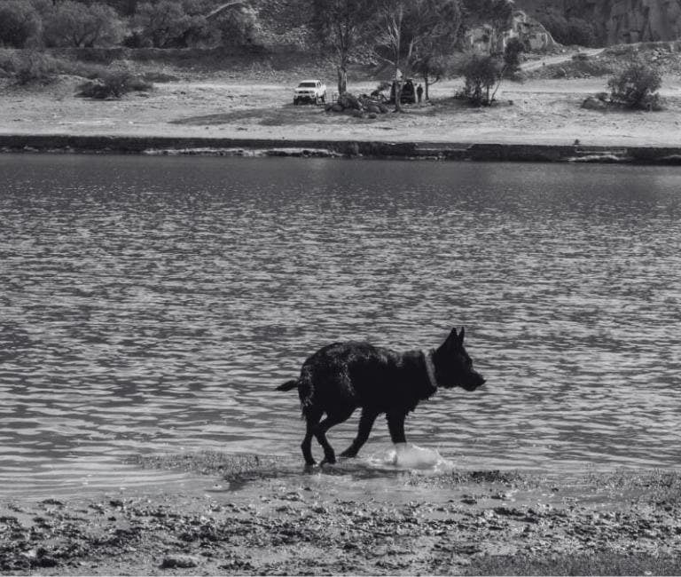 Fotografía en blanco y negro de un perro caminando a la orilla de un lago con ondas en el agua.