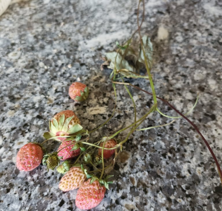 Snapped off before they were ripe.