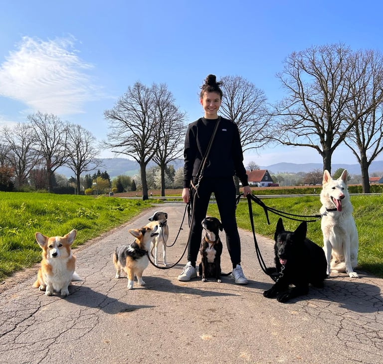 Nella von der HUndeschule Resistancedog beim Dogwalking in Hondelage