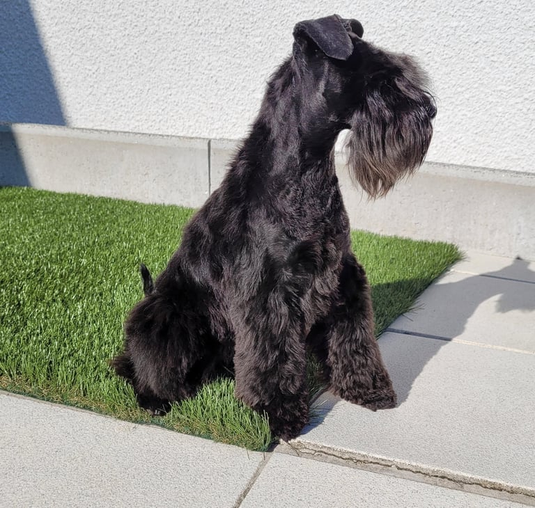 Trudi la magnifique