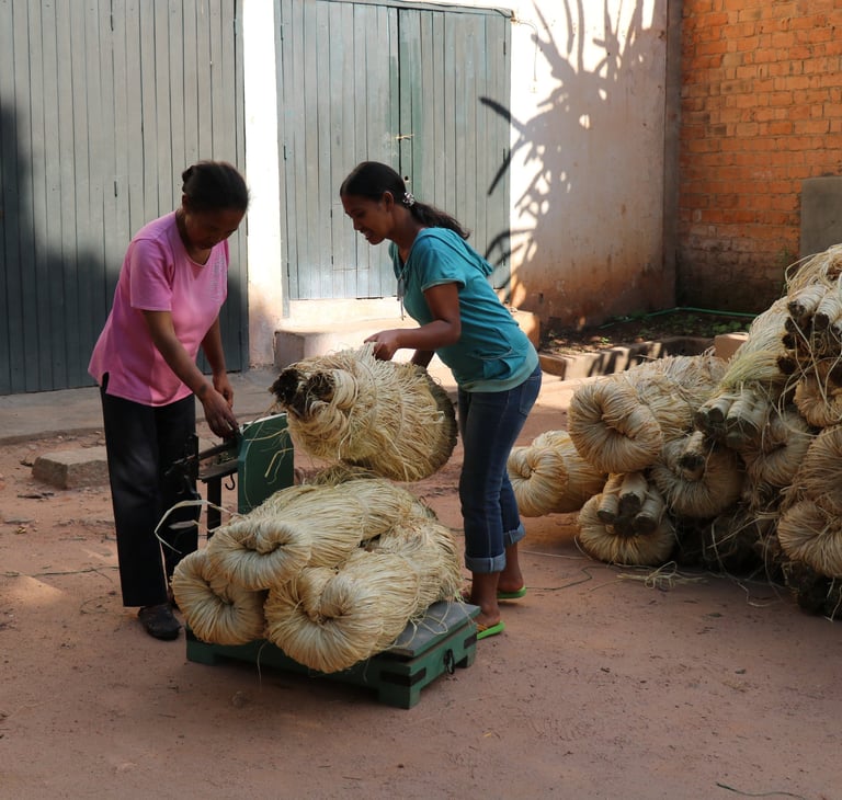 La Case Verte pesage de raphia