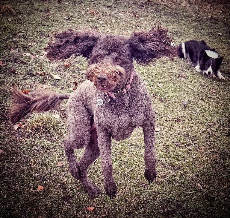 Robin Can Do It pet sitting a jumping Labradoodle and a Border Collie near Carbondale, Colorado