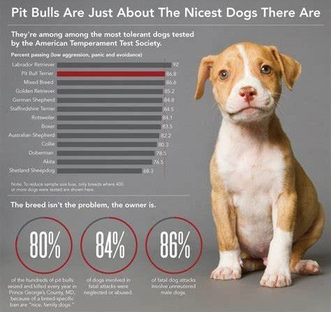 The temperament of the American Pitbull Terrier towards people PITBULL AGRESIVE