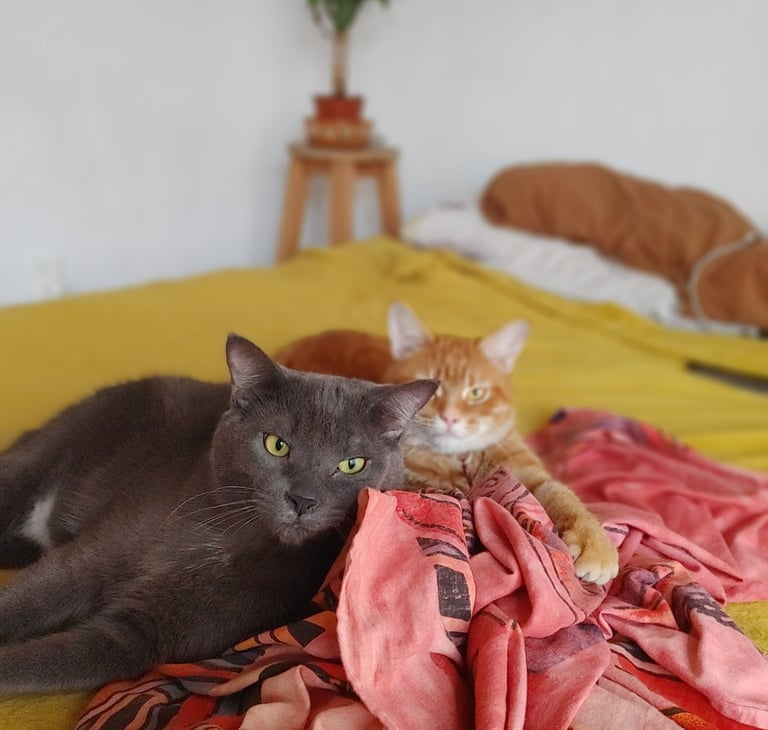 grey cat and orange cat lying peacefully on bed showing connection and trust