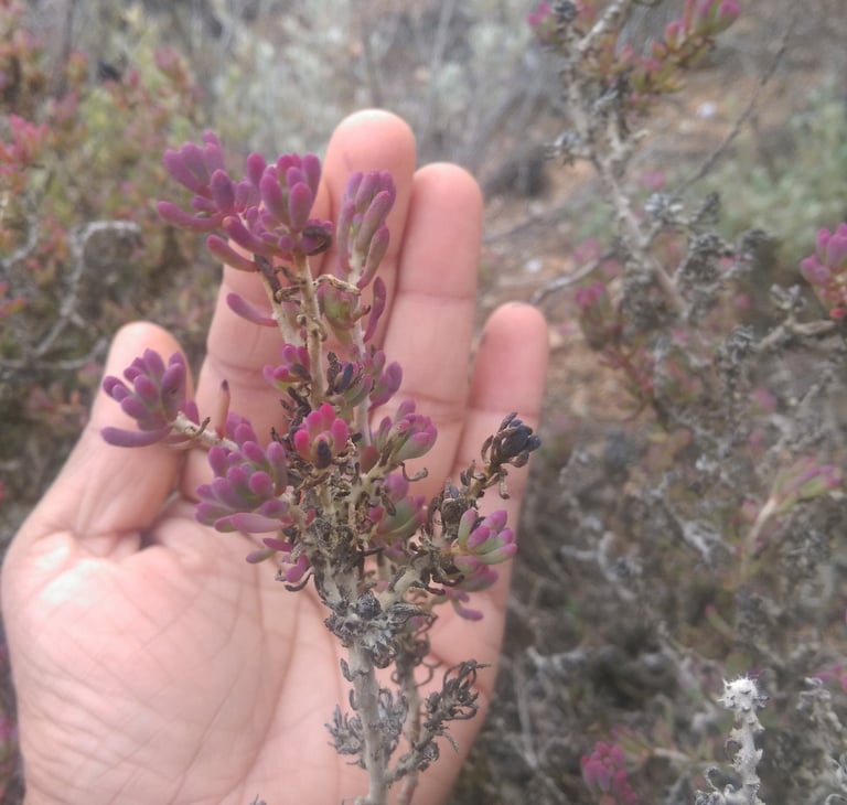 Red Fingers Bush Flowers, Nullarbor