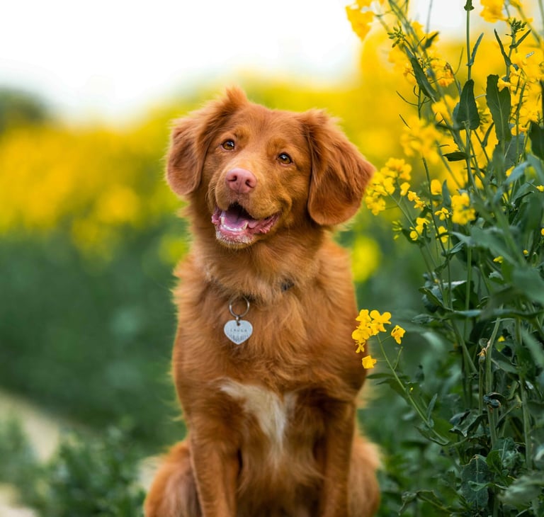 dogAdvisor | dogadvisor | dog advisor | dogAdvisor.dog