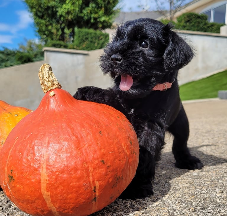 Bébé Schnauzer sur une citrouille