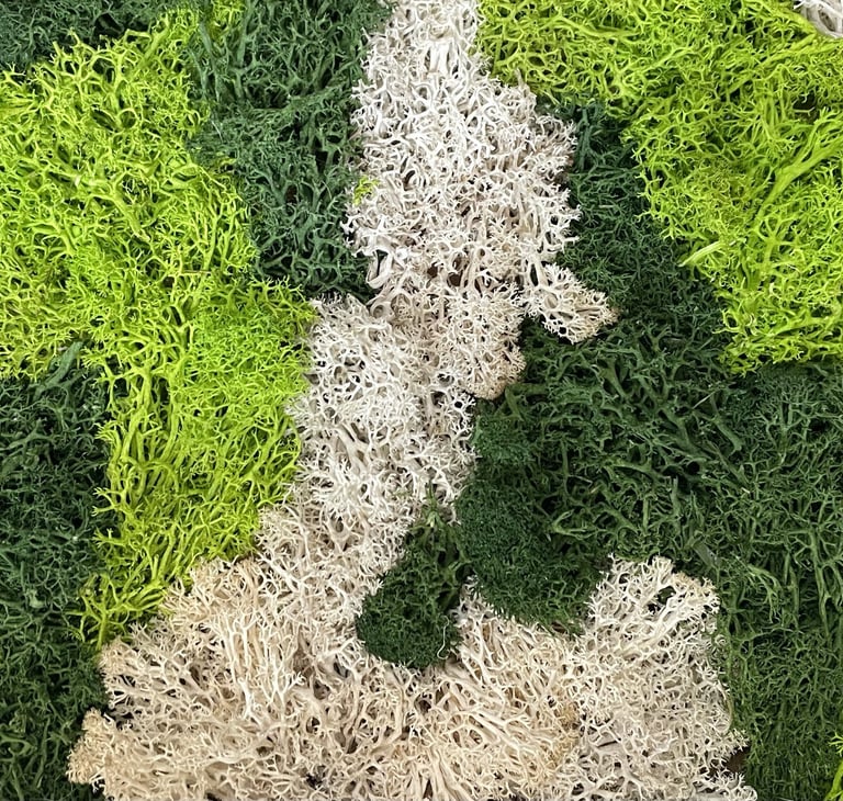Mousse stabilisée Bocal terrarium