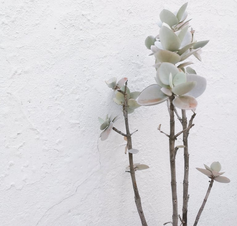 plantes, inspiration, beauté, poésie