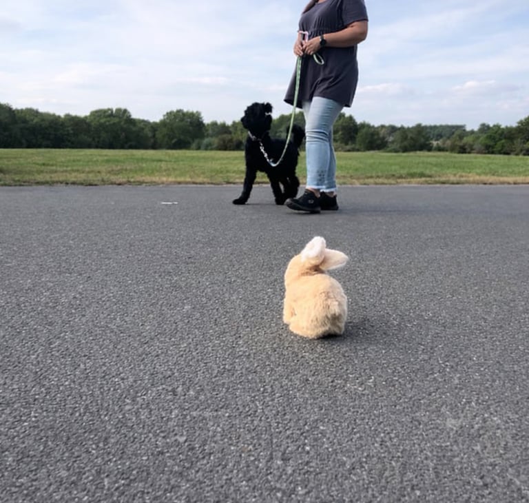 Schwarzer Hund beim Chill-Mal-Kurs der Hundeschule Riotdog in Hannover