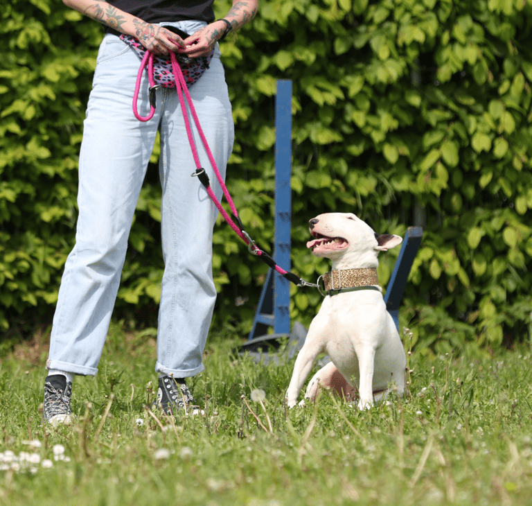 Bullterrier Ole beim Leinenführigkeitskurs