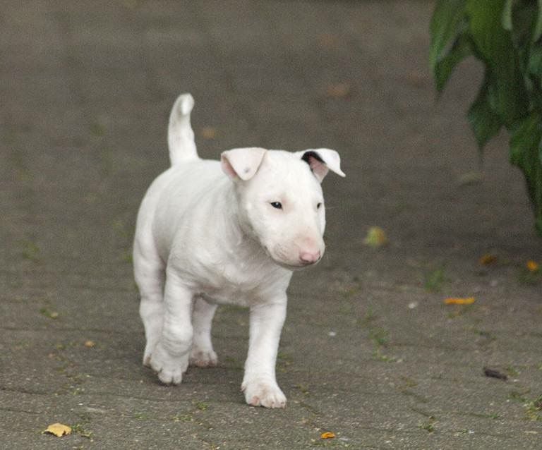 Bullterrier Welpe