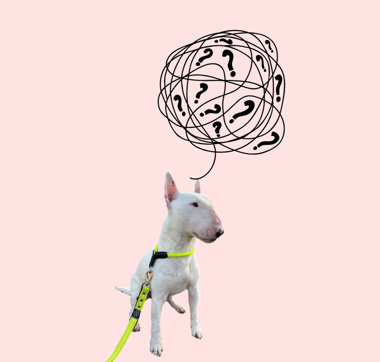 Grafik Bullterrier Ole mit vielen Fragezeichen über dem Kopf