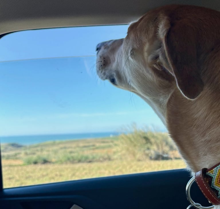 Rescue dog looking out a car window during a road trip to Portugal from France