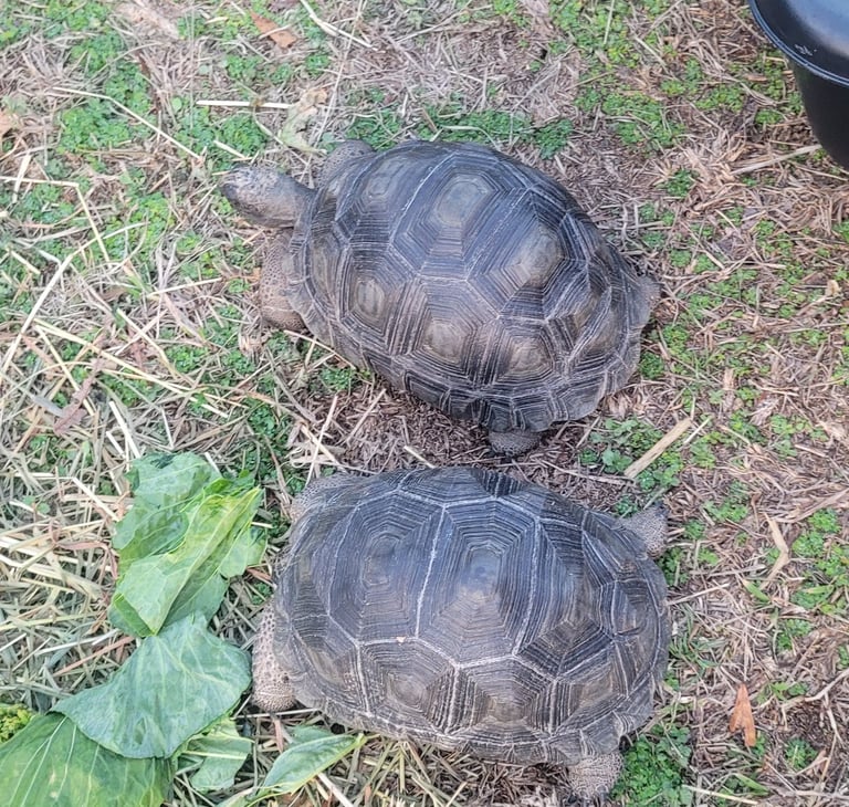 2 of my Aldabra tortoises 