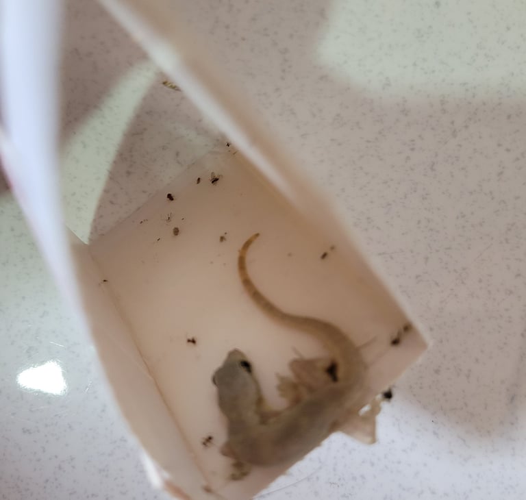 a gecko trapped on sticky pad