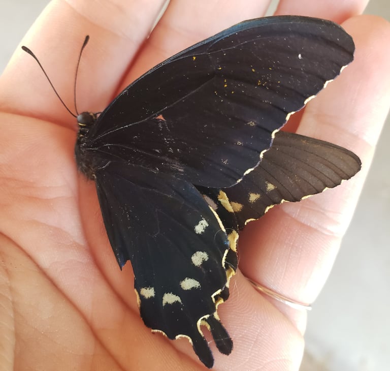 A black swallowtail butterfly in a person's hand.