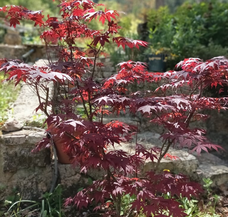 Our small acer tree is in new leaf