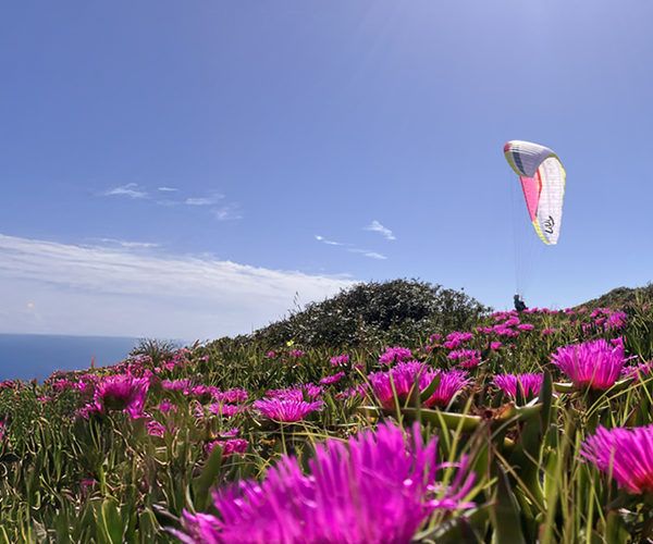 seaside paragliding pink gleitschirm fliegen shop
